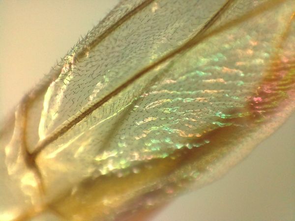 Journal: Musings on Curiosity & Green Ideas